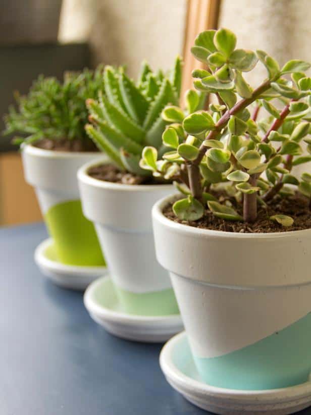 Succulents